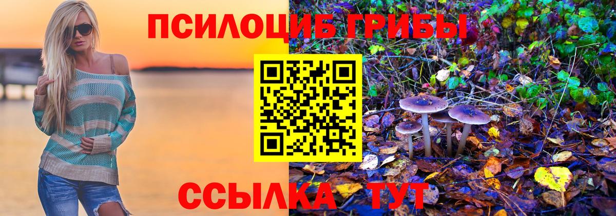 где найти наркотики  Вход с VPN  Гурьевск  Галлюциногенные грибы Psilocybe 