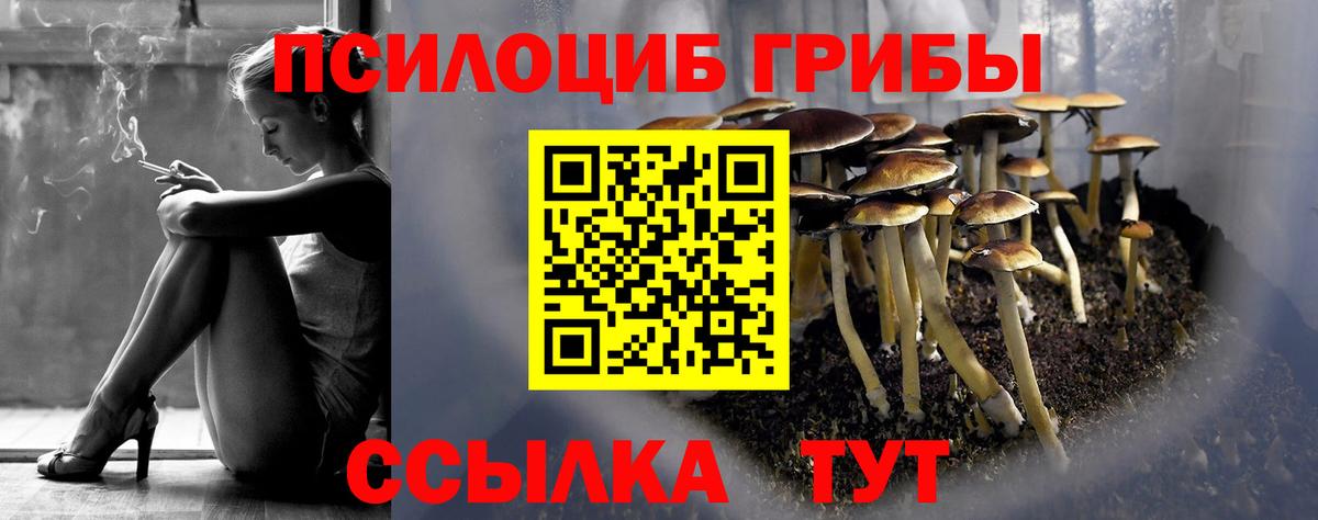 Псилоцибиновые грибы Psilocybe Гурьевск